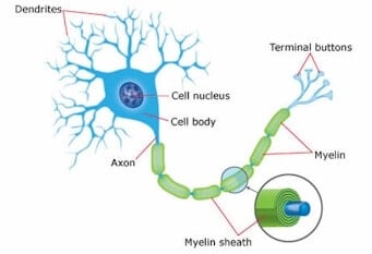 神經元